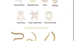 Antigelminty prazicid: свойства и използване на лекарството